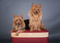 1278798_230602817097136_1578019523_o