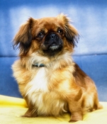 77524_118589108298508_1357292259_o